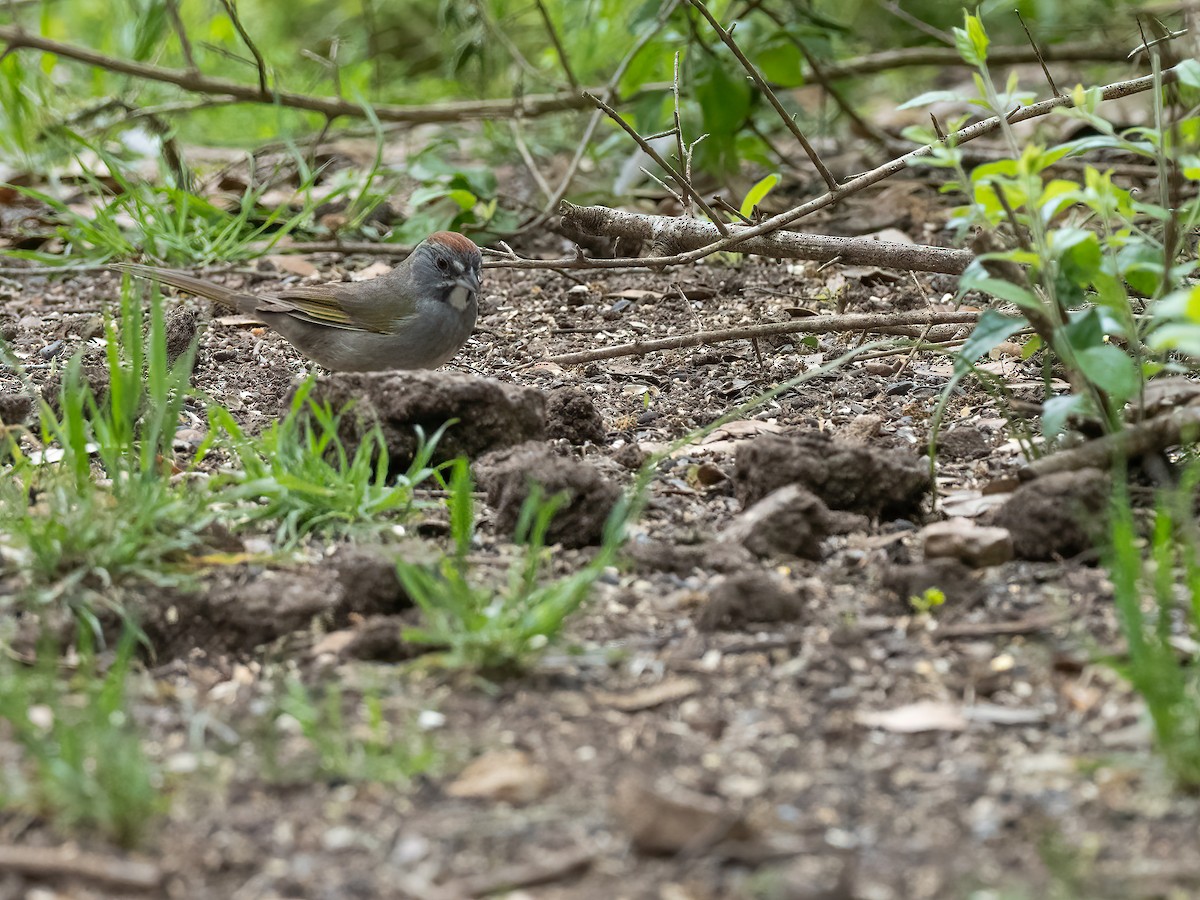 Green-tailed Towhee - Lee Wallace