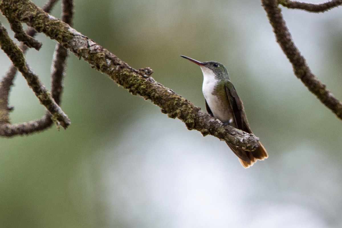 Azure-crowned Hummingbird - ML616426619