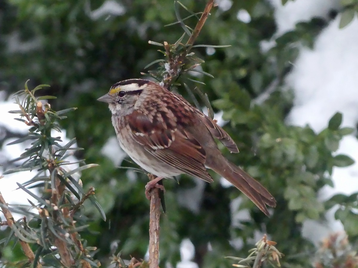 White-throated Sparrow - ML616426748