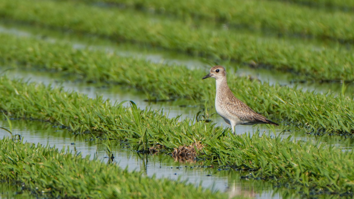 Black-bellied Plover - Tuly  Datena
