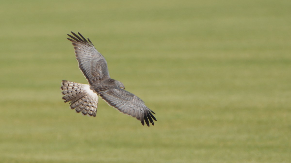 Northern Harrier - Tuly  Datena