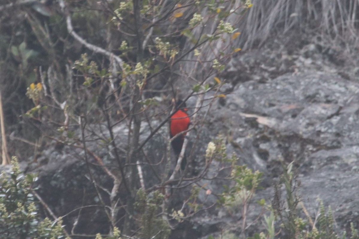Scarlet-bellied Mountain Tanager - ML616426959