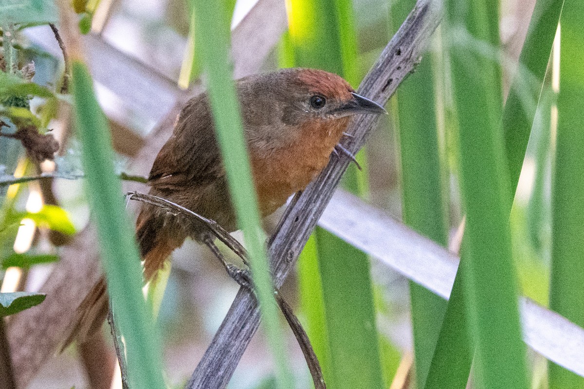 Orange-breasted Thornbird - ML616426964