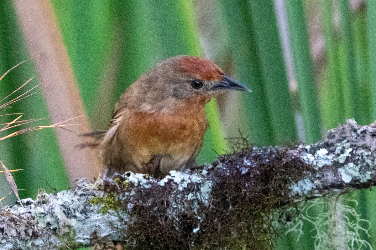 Orange-breasted Thornbird - Ted Kavanagh