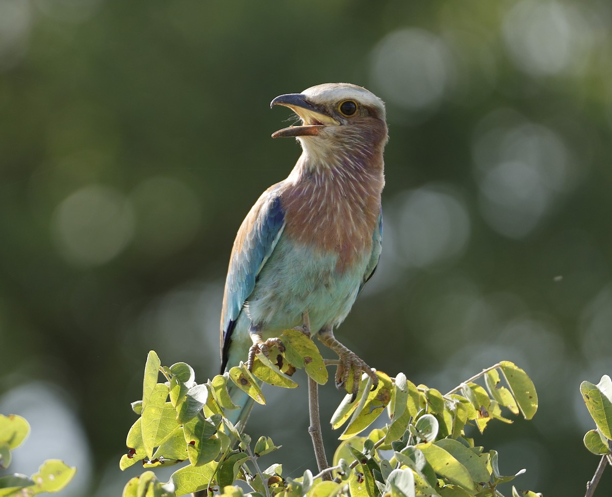 Lilac-breasted Roller (Lilac-breasted) - ML616427027