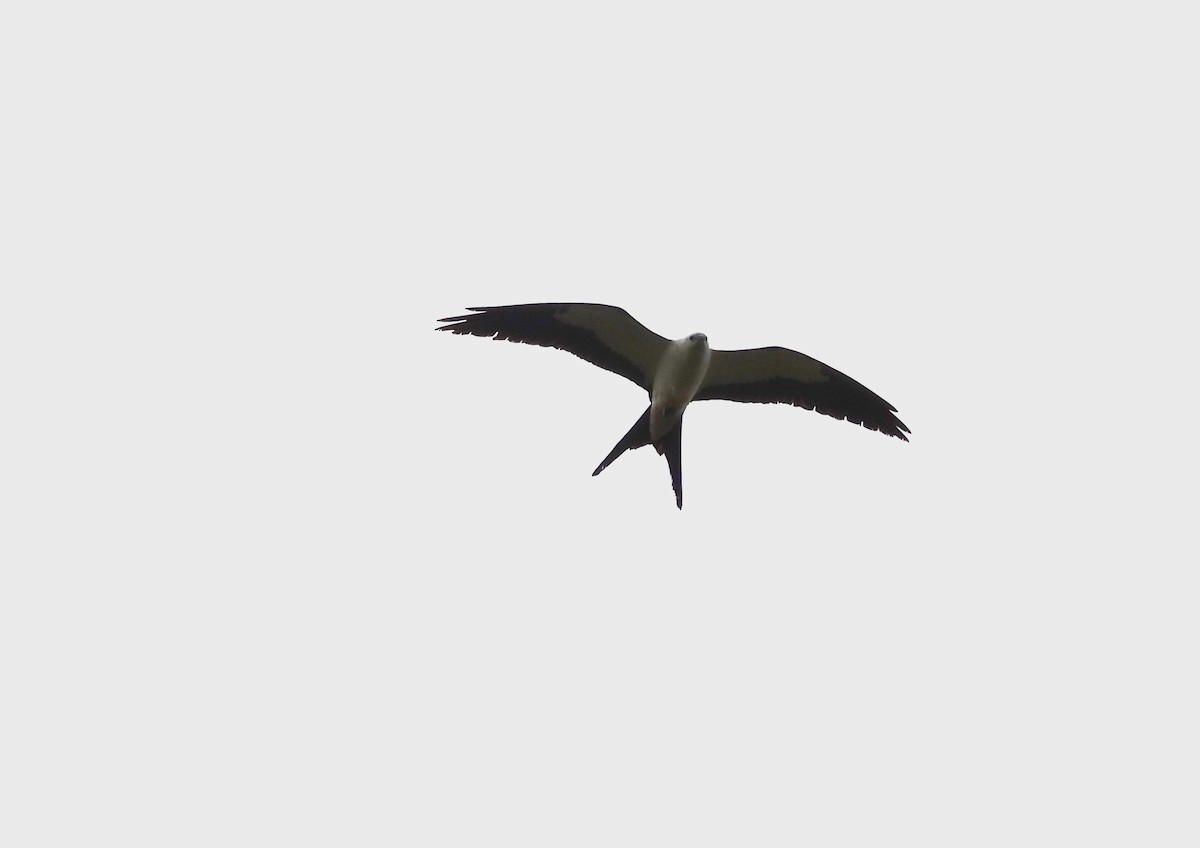 Swallow-tailed Kite - ML616427125