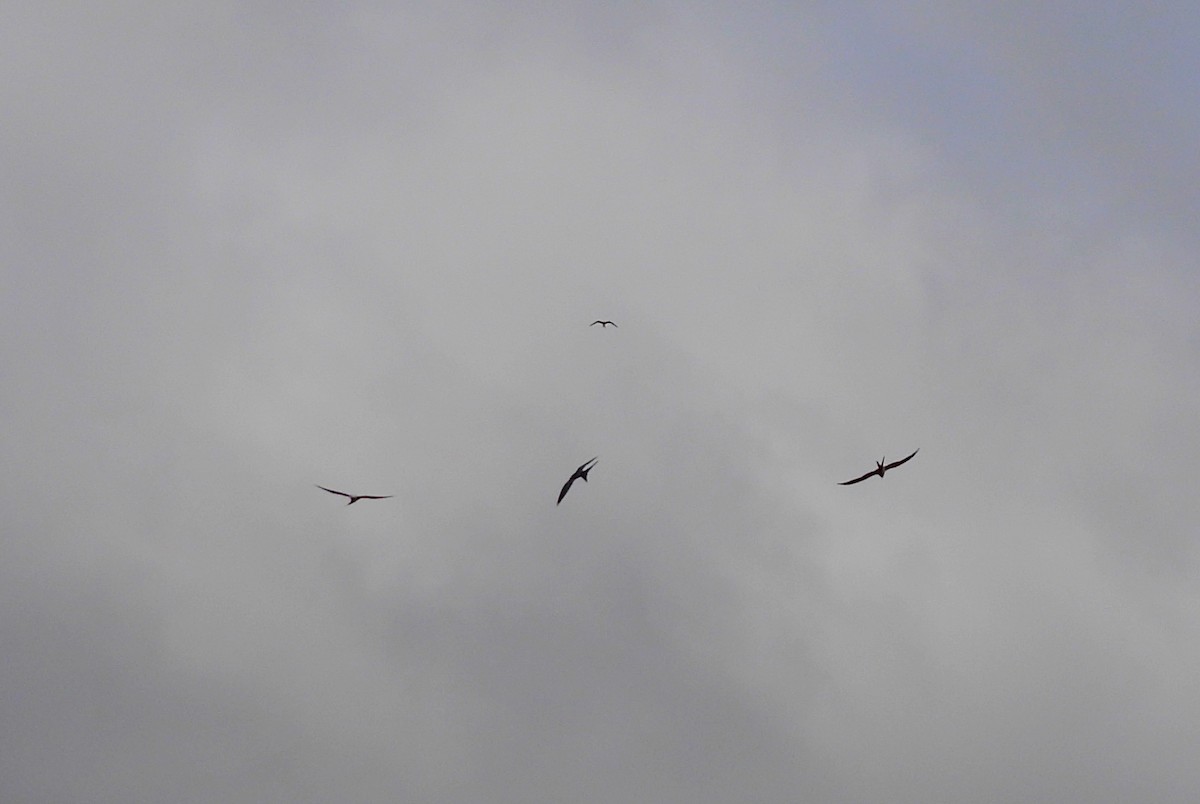 Swallow-tailed Kite - ML616427136