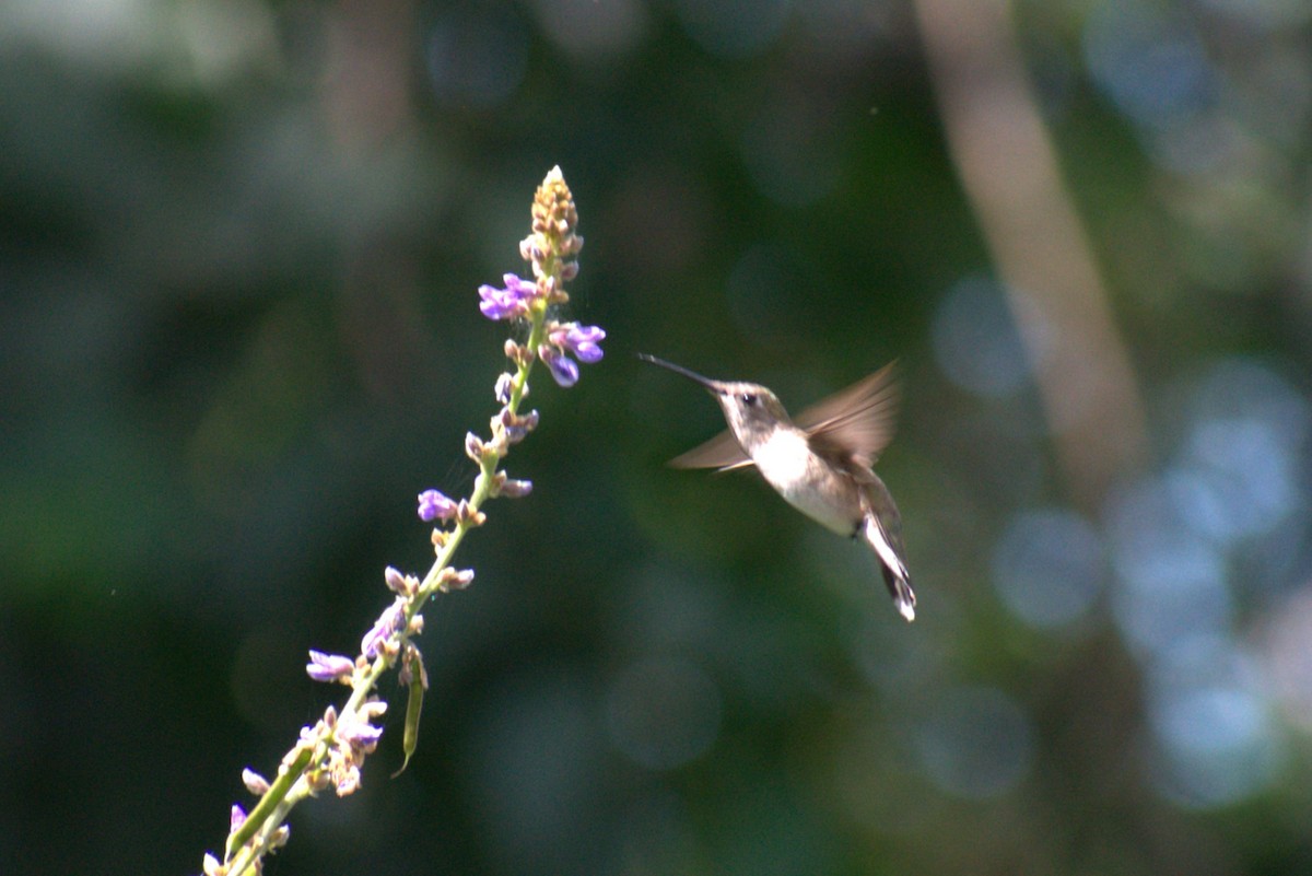 Black-chinned Hummingbird - Bill Hubbard
