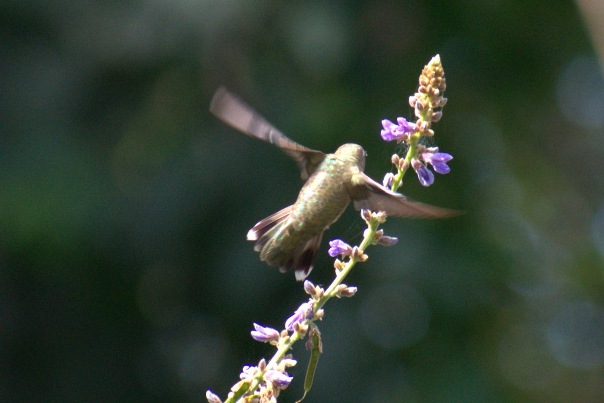 Black-chinned Hummingbird - ML616427145