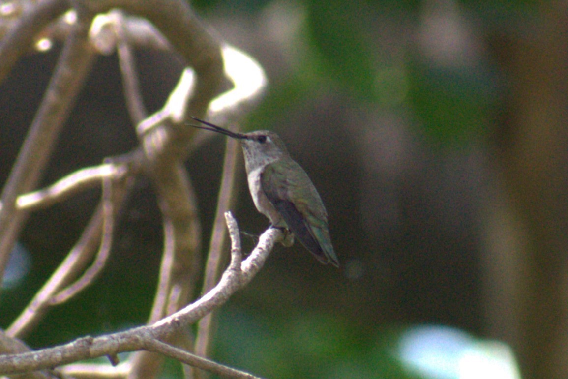Black-chinned Hummingbird - ML616427146