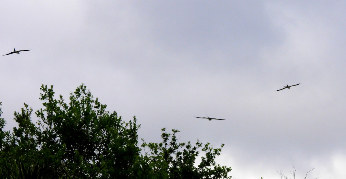 Swallow-tailed Kite - ML616427157