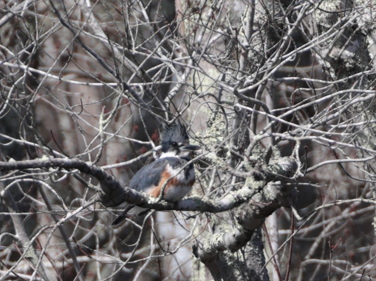 Belted Kingfisher - ML616427192