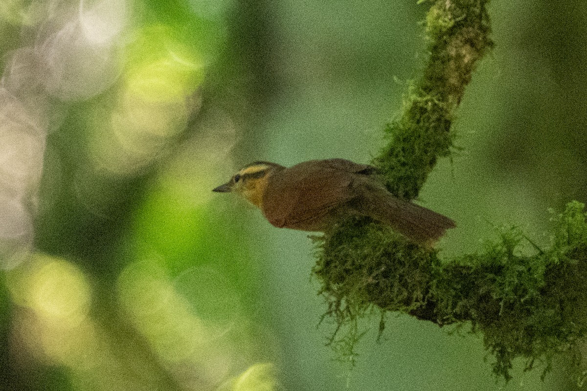 Ochre-breasted Foliage-gleaner - Ted Kavanagh