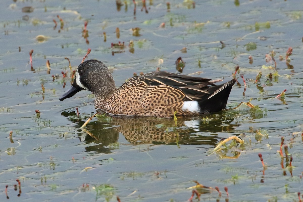 Blue-winged Teal - ML616427536