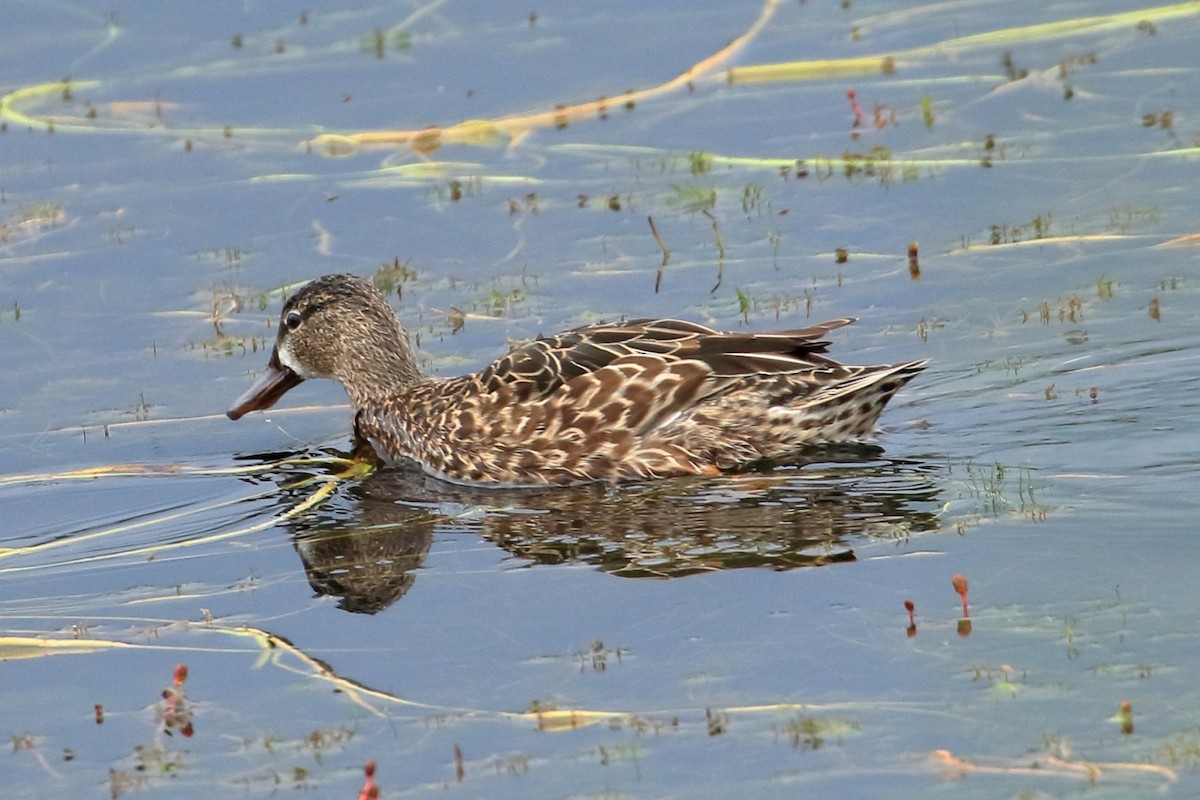 Blue-winged Teal - ML616427540