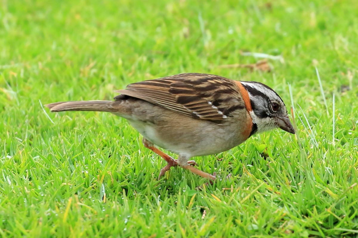 Rufous-collared Sparrow - ML616427557