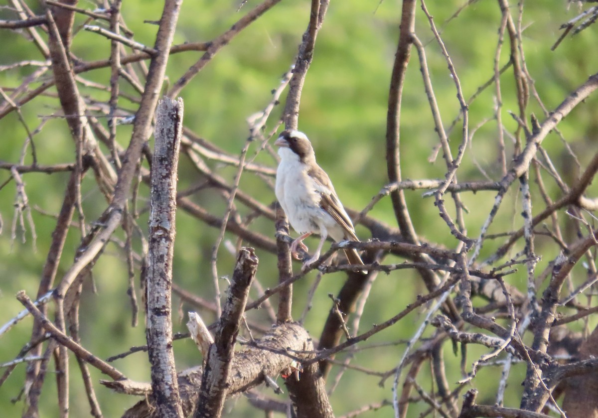 White-browed Sparrow-Weaver - David Parratt