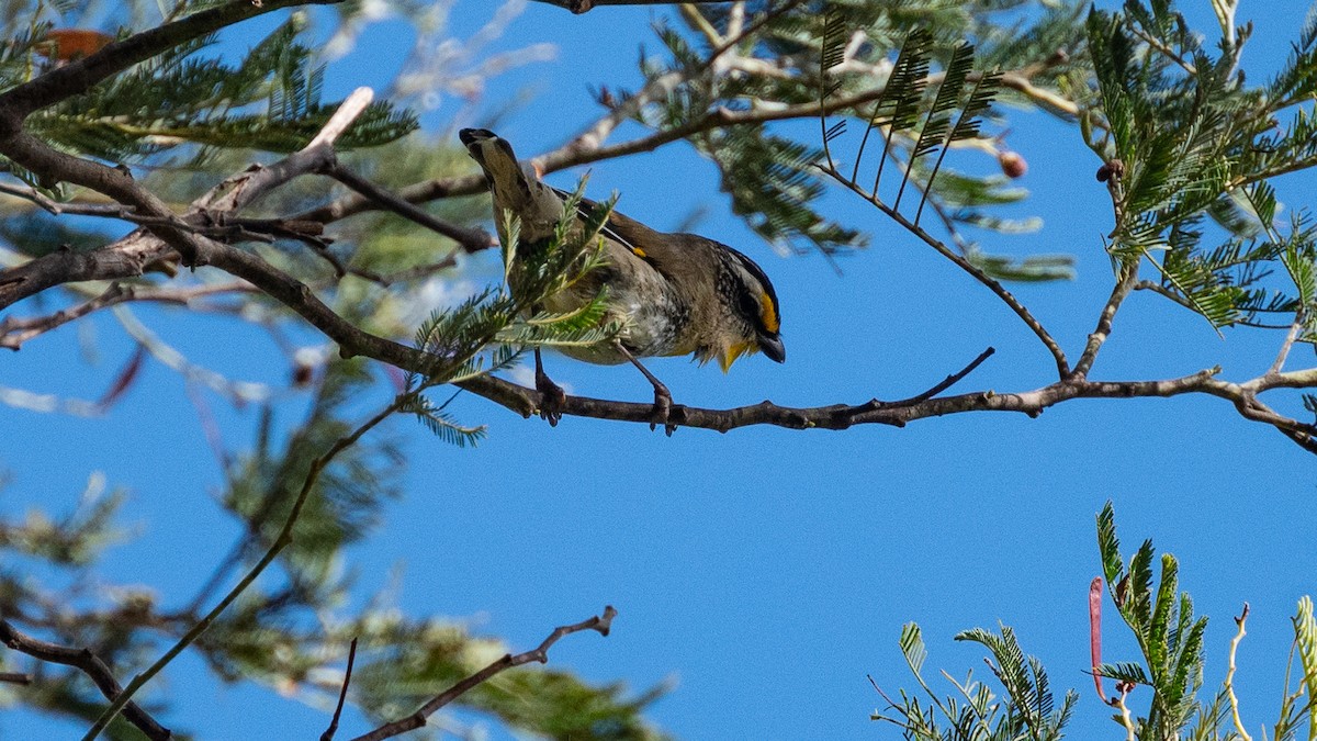Striated Pardalote (Yellow-tipped) - ML616427633