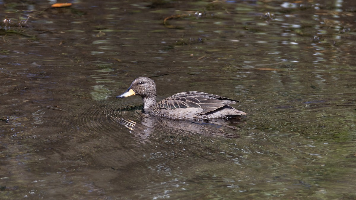 Yellow-billed Pintail - Andres Arancibia