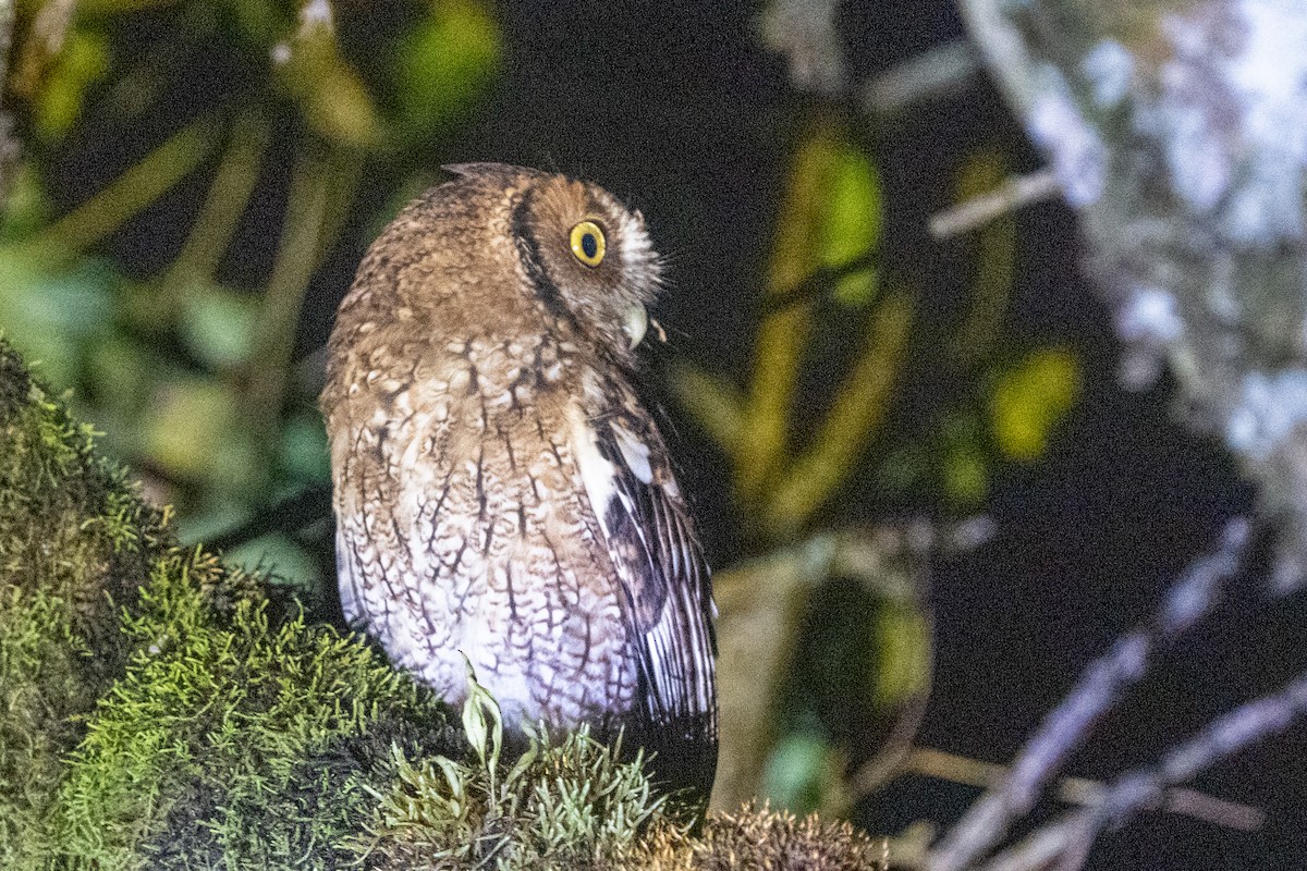Long-tufted Screech-Owl - ML616427705