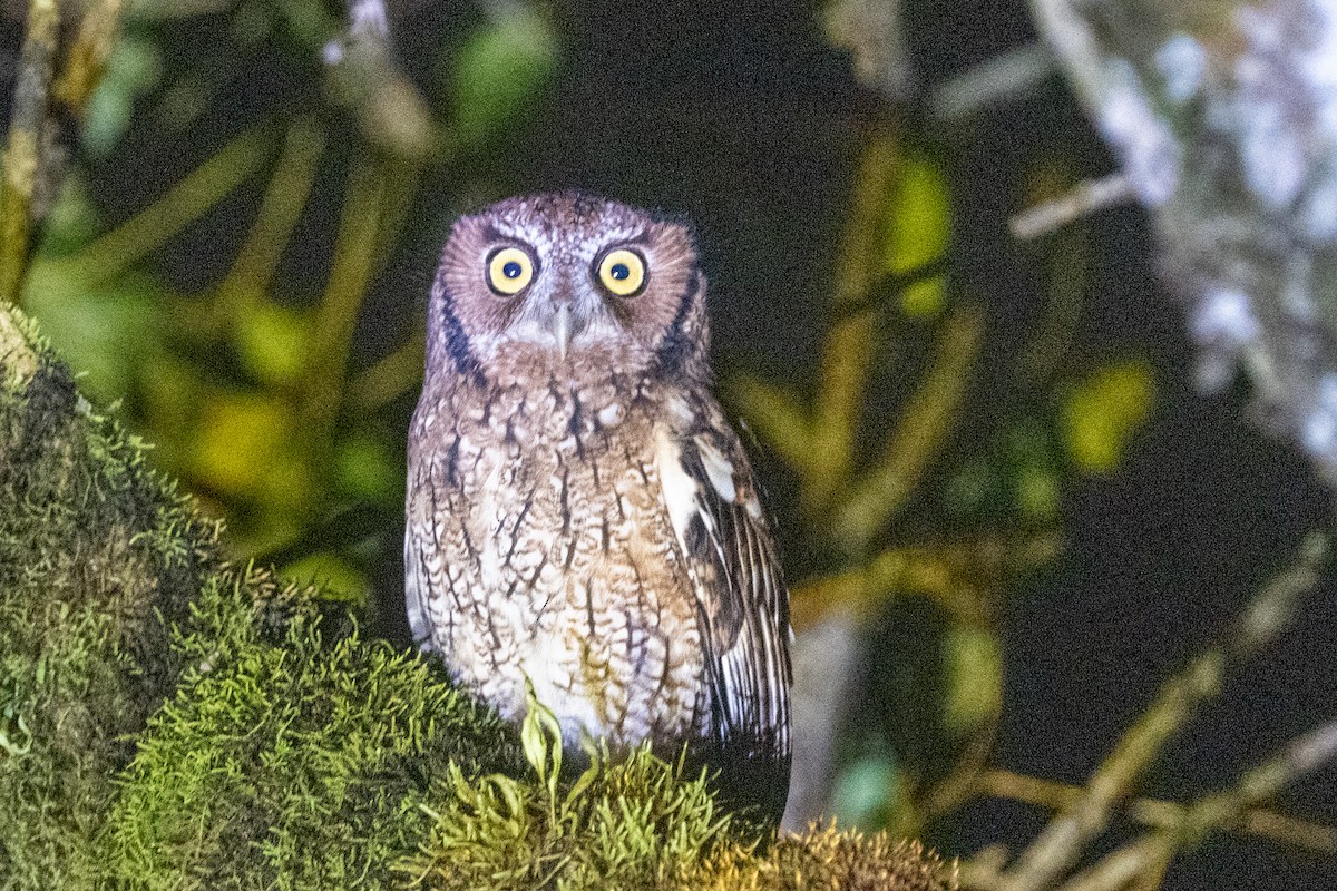 Long-tufted Screech-Owl - ML616427707