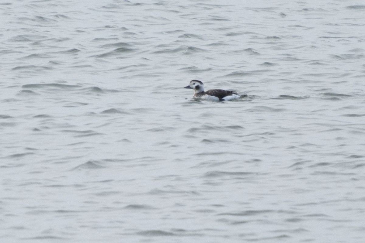 Long-tailed Duck - ML616427746