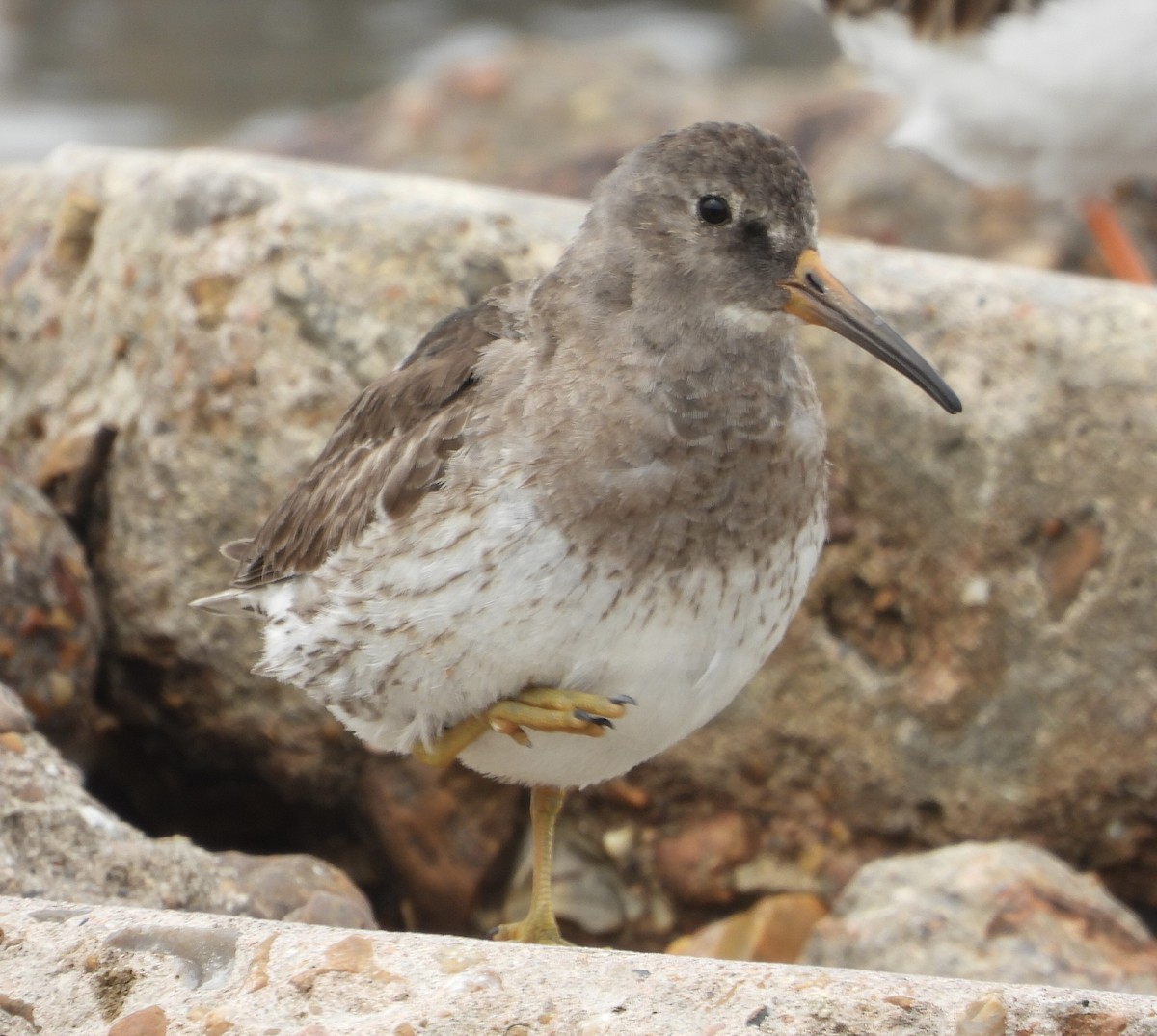 eBird Checklist - 24 Mar 2024 - Texas City Dike (UTC 074) - 10 species