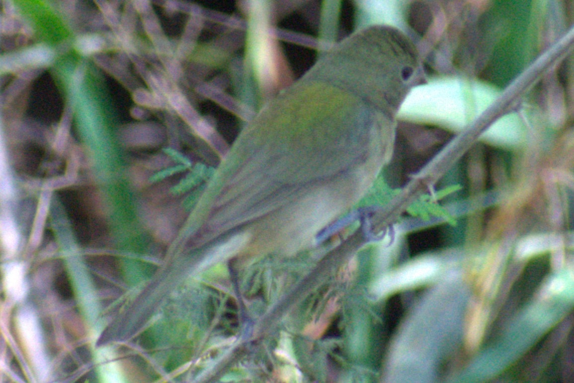 Painted Bunting - ML616427857