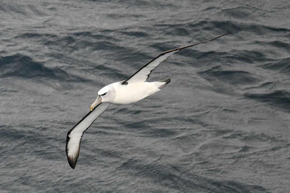 Белошапочный альбатрос - ML616427911