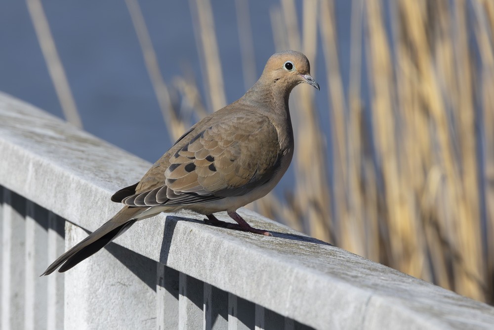 Mourning Dove - Alan Wells