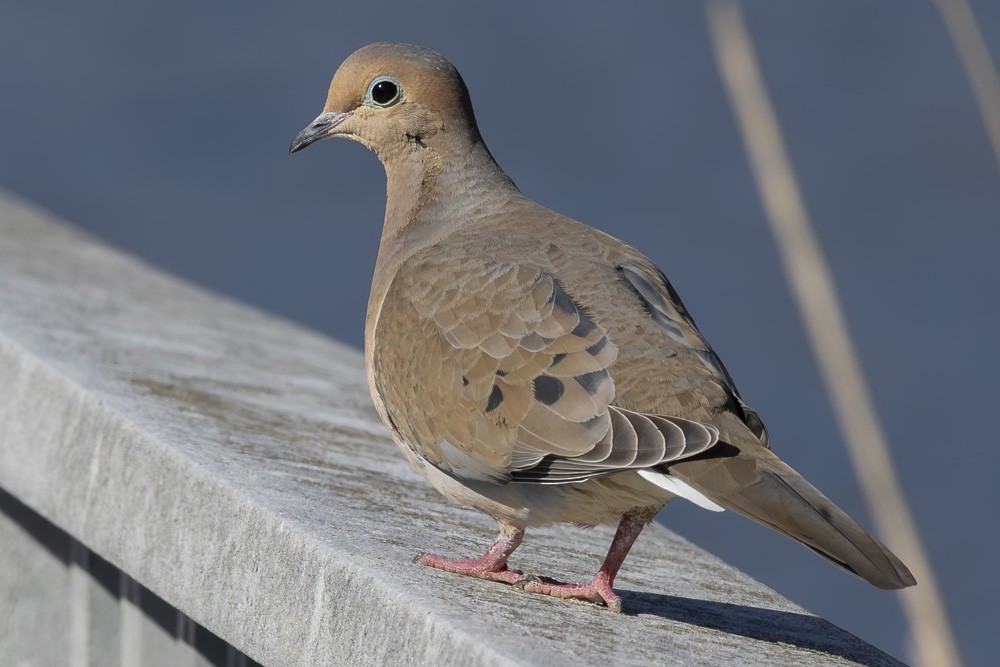 Mourning Dove - Alan Wells