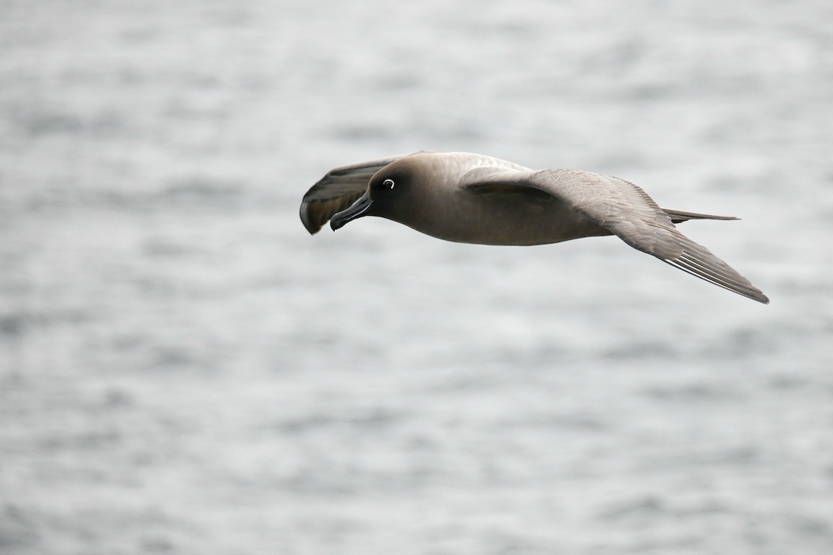 Light-mantled Albatross - Kate Sutherland