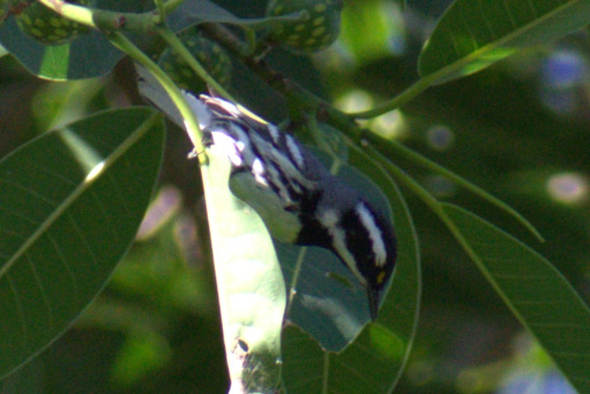 Black-throated Gray Warbler - ML616428341