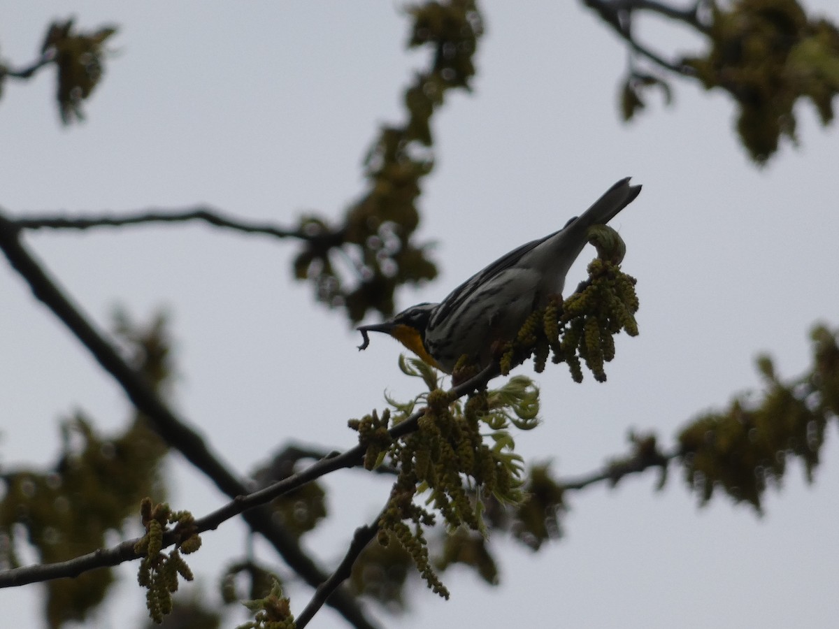 Yellow-throated Warbler - ML616428420