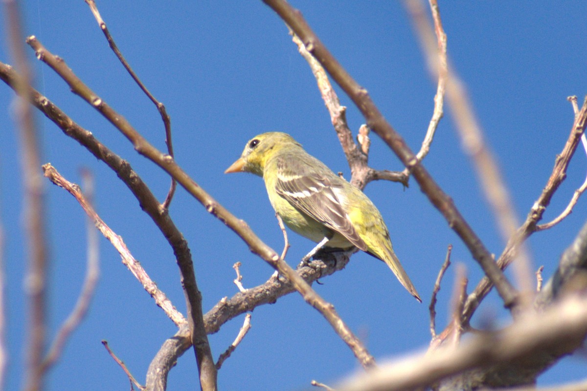 Western Tanager - ML616428447