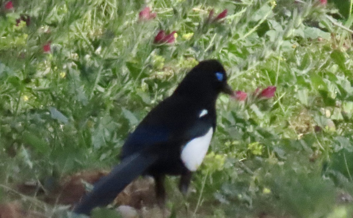 Maghreb Magpie - ML616428497