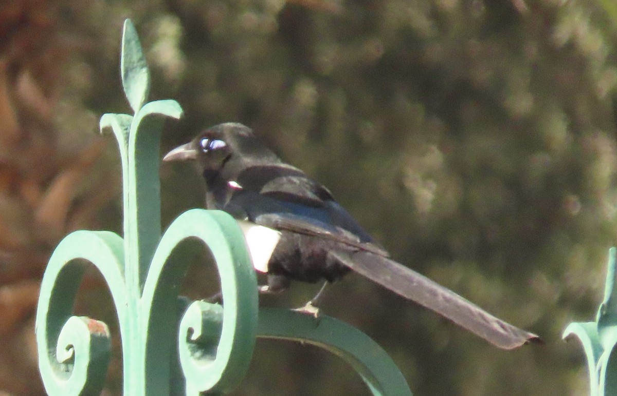 Maghreb Magpie - ML616428499