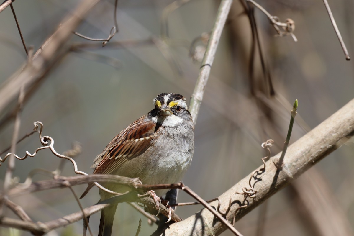 White-throated Sparrow - ML616428504