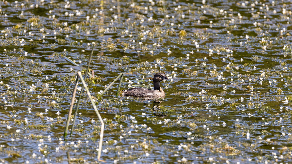 Pied-billed Grebe - Andres Arancibia