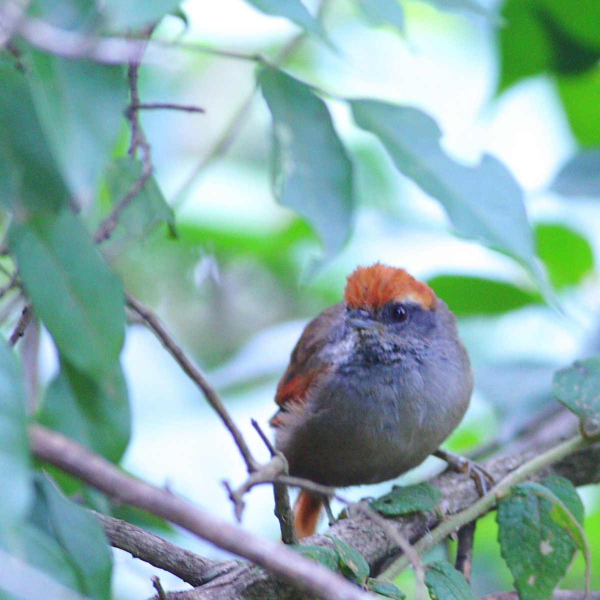 Rufous-capped Spinetail - ML616428594