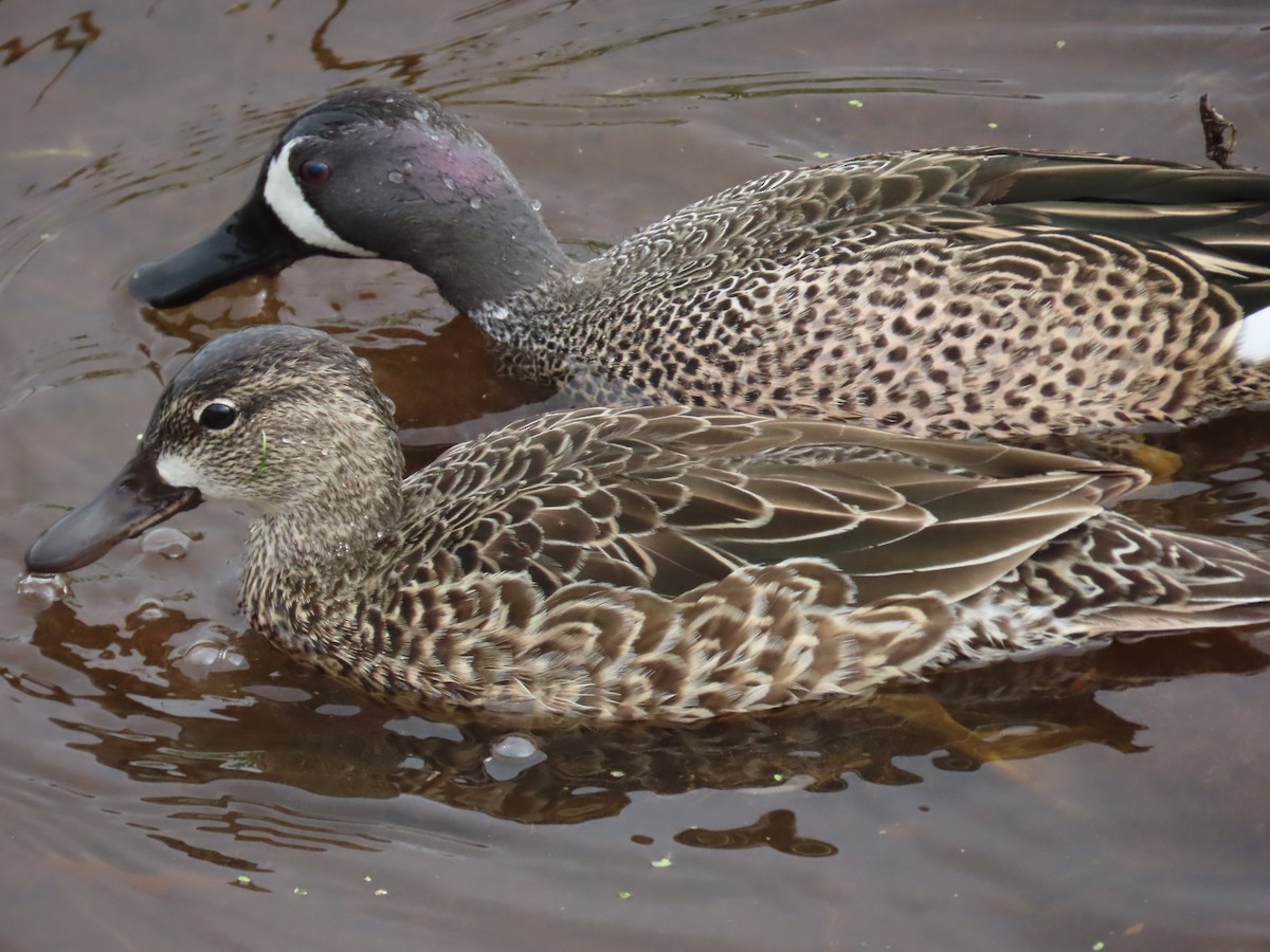 eBird Checklist 24 Mar 2024 The Celery Fields 36 species (+1