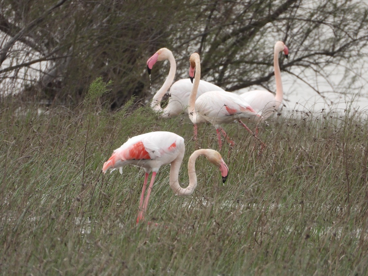 Greater Flamingo - ML616428818