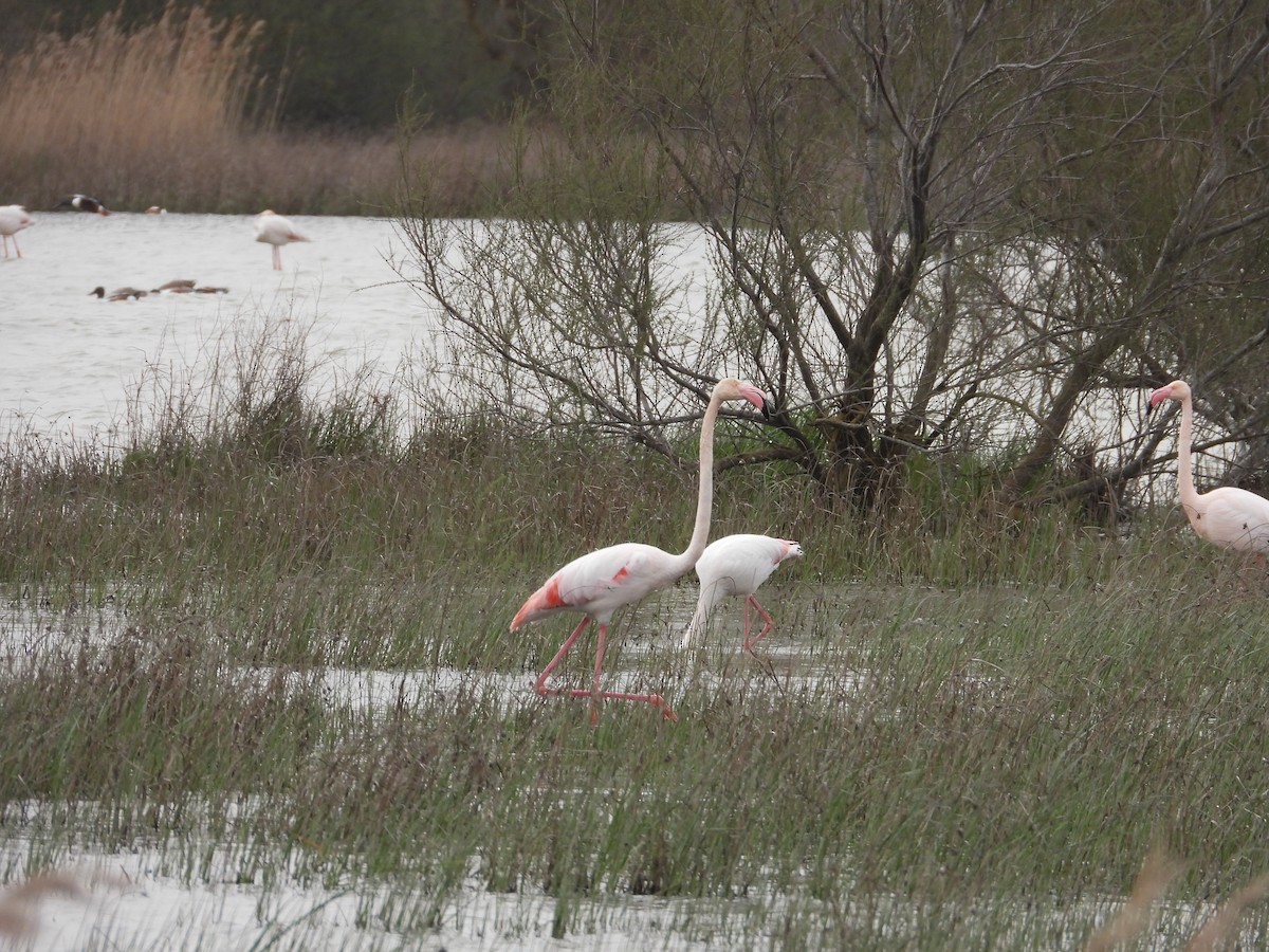 Greater Flamingo - ML616428819
