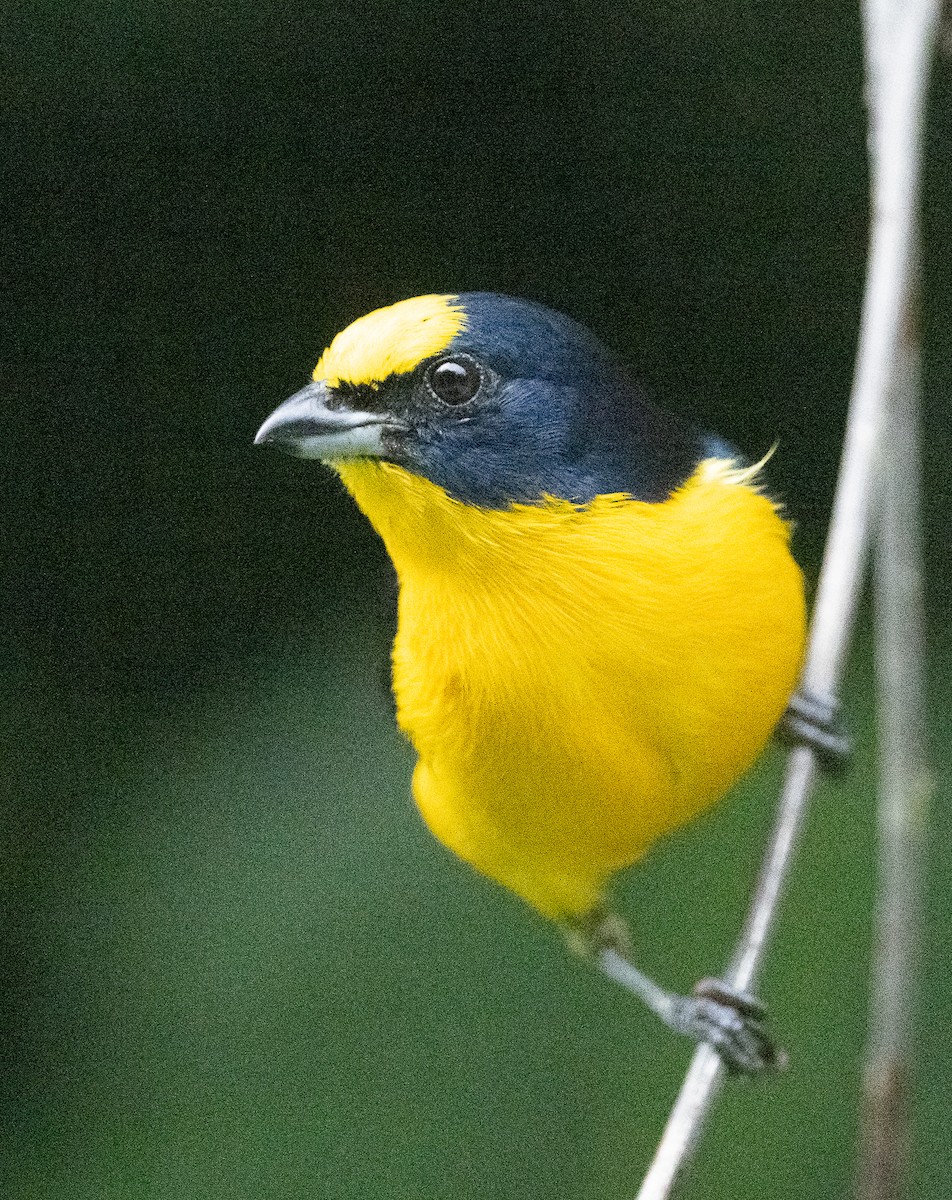 Thick-billed Euphonia (Black-tailed) - ML616428860