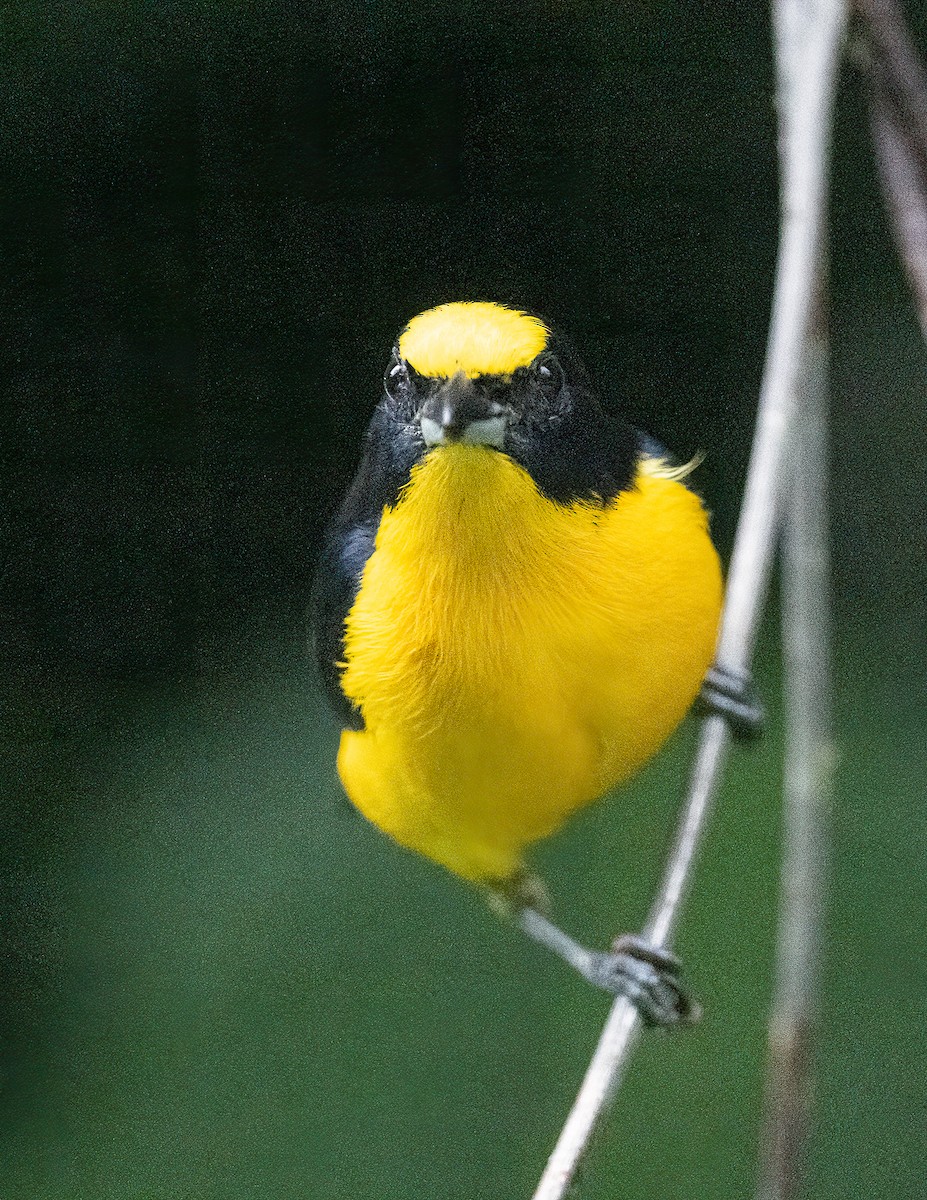 Thick-billed Euphonia (Black-tailed) - ML616428861
