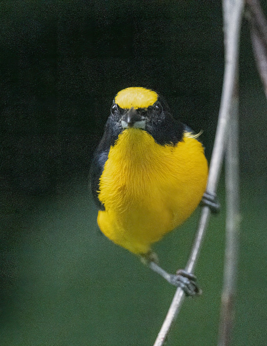 Thick-billed Euphonia (Black-tailed) - ML616428862