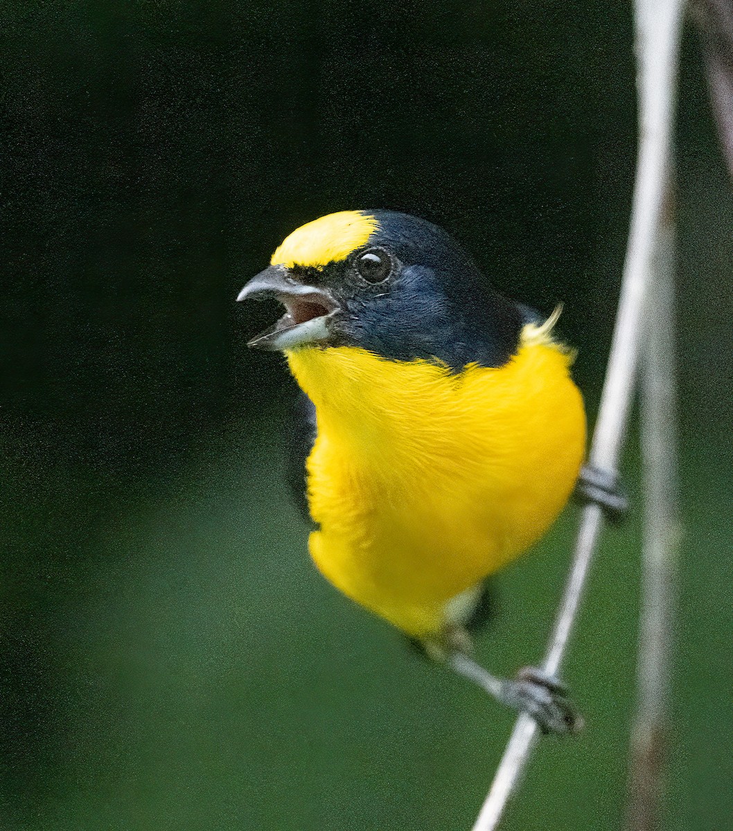 Thick-billed Euphonia (Black-tailed) - ML616428863