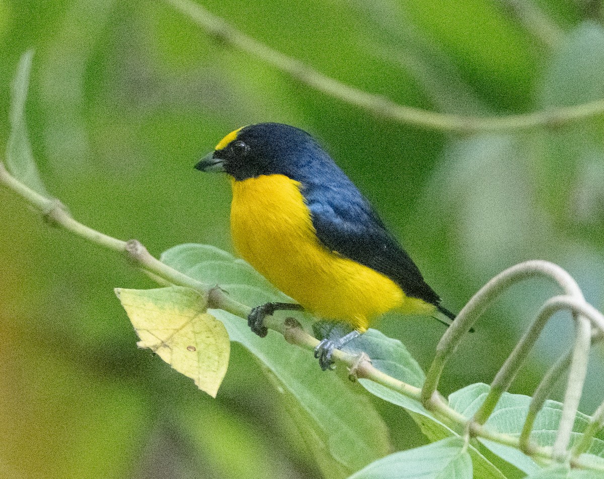 Thick-billed Euphonia (Black-tailed) - ML616428864