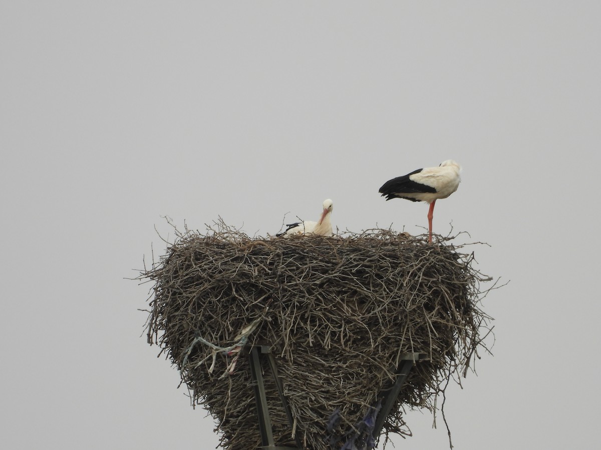 White Stork - ML616428915