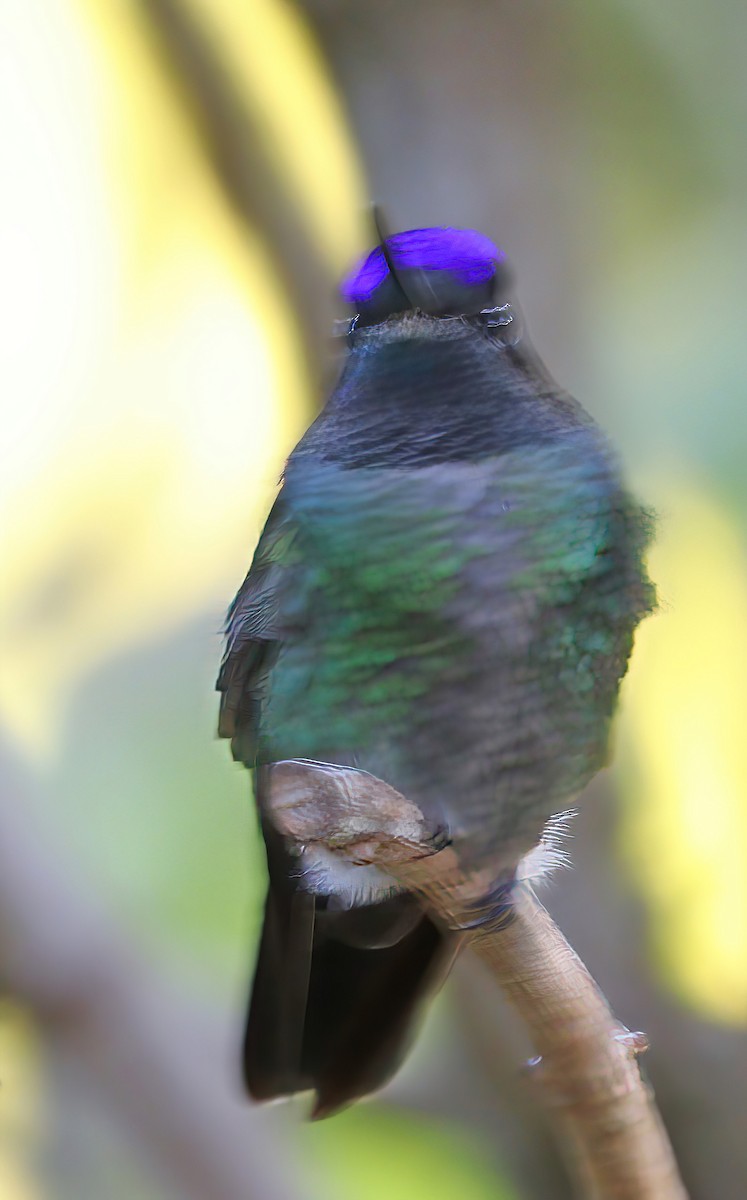 Talamanca Hummingbird - ML616429017
